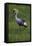 Africa. Tanzania. Grey crowned crane, Balearica regulorum, at Ngorongoro crater.-Ralph H. Bendjebar-Framed Stretched Canvas