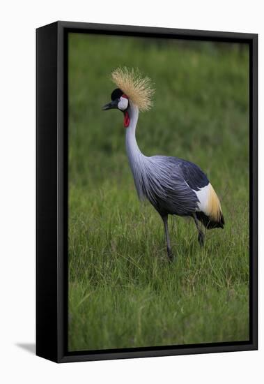 Africa. Tanzania. Grey crowned crane, Balearica regulorum, at Ngorongoro crater.-Ralph H. Bendjebar-Framed Stretched Canvas