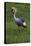 Africa. Tanzania. Grey crowned crane, Balearica regulorum, at Ngorongoro crater.-Ralph H. Bendjebar-Stretched Canvas