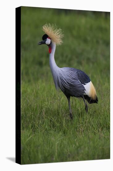 Africa. Tanzania. Grey crowned crane, Balearica regulorum, at Ngorongoro crater.-Ralph H. Bendjebar-Stretched Canvas