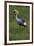 Africa. Tanzania. Grey crowned crane, Balearica regulorum, at Ngorongoro crater.-Ralph H. Bendjebar-Framed Photographic Print