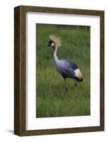 Africa. Tanzania. Grey crowned crane, Balearica regulorum, at Ngorongoro crater.-Ralph H. Bendjebar-Framed Photographic Print