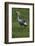 Africa. Tanzania. Grey crowned crane, Balearica regulorum, at Ngorongoro crater.-Ralph H. Bendjebar-Framed Photographic Print