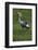 Africa. Tanzania. Grey crowned crane, Balearica regulorum, at Ngorongoro crater.-Ralph H. Bendjebar-Framed Photographic Print