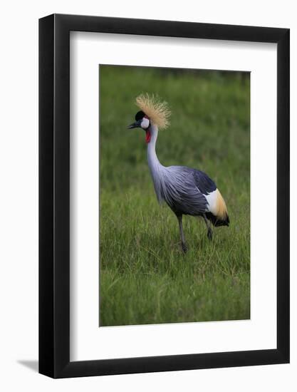 Africa. Tanzania. Grey crowned crane, Balearica regulorum, at Ngorongoro crater.-Ralph H. Bendjebar-Framed Photographic Print
