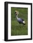 Africa. Tanzania. Grey crowned crane, Balearica regulorum, at Ngorongoro crater.-Ralph H. Bendjebar-Framed Photographic Print