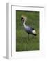 Africa. Tanzania. Grey crowned crane, Balearica regulorum, at Ngorongoro crater.-Ralph H. Bendjebar-Framed Photographic Print