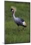 Africa. Tanzania. Grey crowned crane, Balearica regulorum, at Ngorongoro crater.-Ralph H. Bendjebar-Mounted Photographic Print