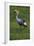 Africa. Tanzania. Grey crowned crane, Balearica regulorum, at Ngorongoro crater.-Ralph H. Bendjebar-Framed Photographic Print