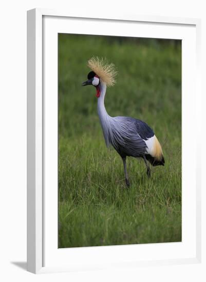 Africa. Tanzania. Grey crowned crane, Balearica regulorum, at Ngorongoro crater.-Ralph H. Bendjebar-Framed Photographic Print