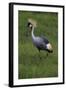 Africa. Tanzania. Grey crowned crane, Balearica regulorum, at Ngorongoro crater.-Ralph H. Bendjebar-Framed Photographic Print