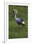 Africa. Tanzania. Grey crowned crane, Balearica regulorum, at Ngorongoro crater.-Ralph H. Bendjebar-Framed Photographic Print