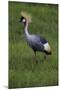 Africa. Tanzania. Grey crowned crane, Balearica regulorum, at Ngorongoro crater.-Ralph H. Bendjebar-Mounted Photographic Print