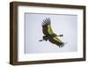 Africa. Tanzania. Grey crowned crane, Balearica regulorum, flying at Ngorongoro crater.-Ralph H. Bendjebar-Framed Photographic Print