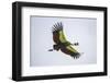 Africa. Tanzania. Grey crowned crane, Balearica regulorum, flying at Ngorongoro crater.-Ralph H. Bendjebar-Framed Photographic Print