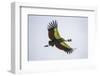 Africa. Tanzania. Grey crowned crane, Balearica regulorum, flying at Ngorongoro crater.-Ralph H. Bendjebar-Framed Photographic Print