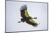 Africa. Tanzania. Grey crowned crane, Balearica regulorum, flying at Ngorongoro crater.-Ralph H. Bendjebar-Mounted Photographic Print