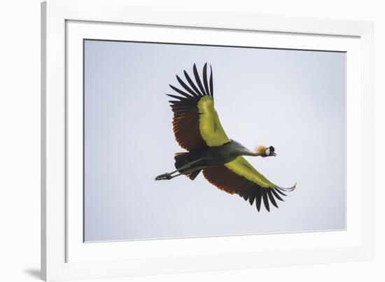 Africa. Tanzania. Grey crowned crane, Balearica regulorum, flying at Ngorongoro crater.-Ralph H. Bendjebar-Framed Photographic Print