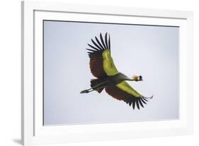 Africa. Tanzania. Grey crowned crane, Balearica regulorum, flying at Ngorongoro crater.-Ralph H. Bendjebar-Framed Photographic Print