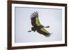 Africa. Tanzania. Grey crowned crane, Balearica regulorum, flying at Ngorongoro crater.-Ralph H. Bendjebar-Framed Photographic Print