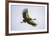 Africa. Tanzania. Grey crowned crane, Balearica regulorum, flying at Ngorongoro crater.-Ralph H. Bendjebar-Framed Photographic Print