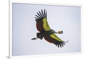 Africa. Tanzania. Grey crowned crane, Balearica regulorum, flying at Ngorongoro crater.-Ralph H. Bendjebar-Framed Photographic Print