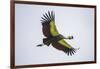 Africa. Tanzania. Grey crowned crane, Balearica regulorum, flying at Ngorongoro crater.-Ralph H. Bendjebar-Framed Photographic Print