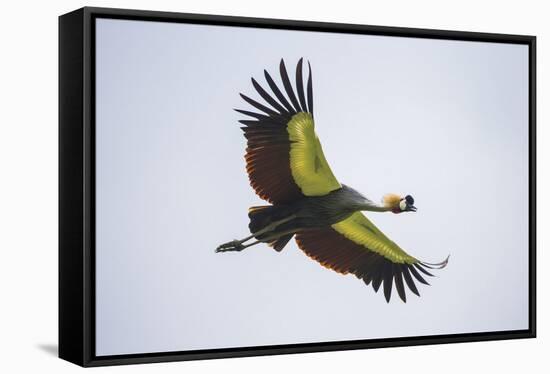 Africa. Tanzania. Grey crowned crane, Balearica regulorum, flying at Ngorongoro crater.-Ralph H. Bendjebar-Framed Stretched Canvas