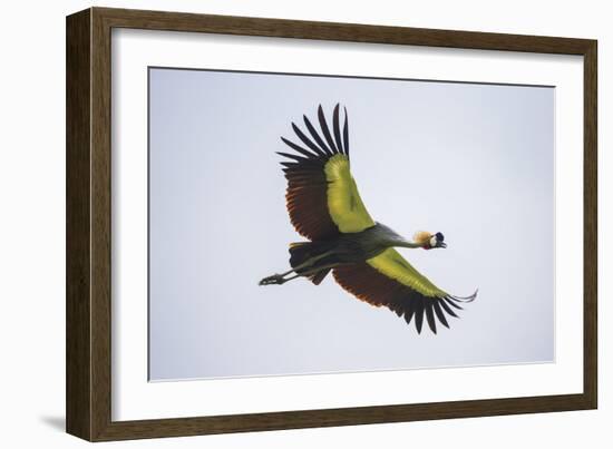 Africa. Tanzania. Grey crowned crane, Balearica regulorum, flying at Ngorongoro crater.-Ralph H. Bendjebar-Framed Photographic Print