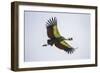 Africa. Tanzania. Grey crowned crane, Balearica regulorum, flying at Ngorongoro crater.-Ralph H. Bendjebar-Framed Photographic Print