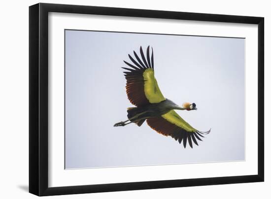 Africa. Tanzania. Grey crowned crane, Balearica regulorum, flying at Ngorongoro crater.-Ralph H. Bendjebar-Framed Photographic Print