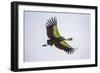 Africa. Tanzania. Grey crowned crane, Balearica regulorum, flying at Ngorongoro crater.-Ralph H. Bendjebar-Framed Photographic Print