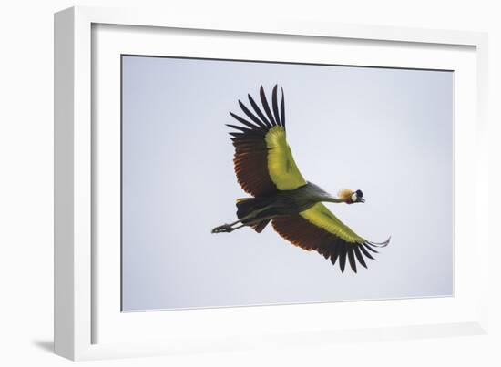 Africa. Tanzania. Grey crowned crane, Balearica regulorum, flying at Ngorongoro crater.-Ralph H. Bendjebar-Framed Photographic Print