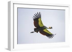 Africa. Tanzania. Grey crowned crane, Balearica regulorum, flying at Ngorongoro crater.-Ralph H. Bendjebar-Framed Photographic Print