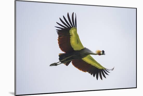 Africa. Tanzania. Grey crowned crane, Balearica regulorum, flying at Ngorongoro crater.-Ralph H. Bendjebar-Mounted Photographic Print