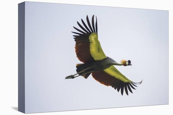 Africa. Tanzania. Grey crowned crane, Balearica regulorum, flying at Ngorongoro crater.-Ralph H. Bendjebar-Stretched Canvas