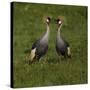 Africa. Tanzania. Grey crowned cranes, Balearica regulorum, at Ngorongoro crater.-Ralph H. Bendjebar-Stretched Canvas