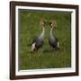 Africa. Tanzania. Grey crowned cranes, Balearica regulorum, at Ngorongoro crater.-Ralph H. Bendjebar-Framed Photographic Print