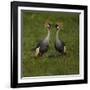 Africa. Tanzania. Grey crowned cranes, Balearica regulorum, at Ngorongoro crater.-Ralph H. Bendjebar-Framed Photographic Print