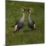 Africa. Tanzania. Grey crowned cranes, Balearica regulorum, at Ngorongoro crater.-Ralph H. Bendjebar-Mounted Photographic Print