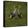 Africa. Tanzania. Grey crowned cranes, Balearica regulorum, at Ngorongoro crater.-Ralph H. Bendjebar-Framed Stretched Canvas