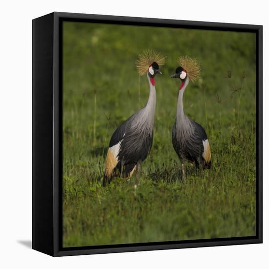 Africa. Tanzania. Grey crowned cranes, Balearica regulorum, at Ngorongoro crater.-Ralph H. Bendjebar-Framed Stretched Canvas