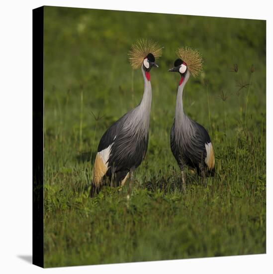 Africa. Tanzania. Grey crowned cranes, Balearica regulorum, at Ngorongoro crater.-Ralph H. Bendjebar-Stretched Canvas