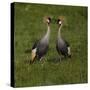 Africa. Tanzania. Grey crowned cranes, Balearica regulorum, at Ngorongoro crater.-Ralph H. Bendjebar-Stretched Canvas