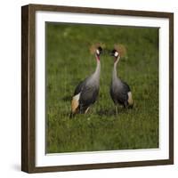 Africa. Tanzania. Grey crowned cranes, Balearica regulorum, at Ngorongoro crater.-Ralph H. Bendjebar-Framed Photographic Print