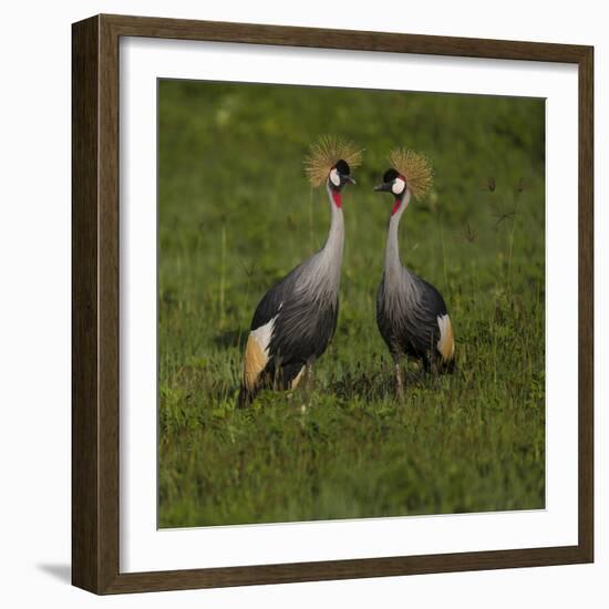 Africa. Tanzania. Grey crowned cranes, Balearica regulorum, at Ngorongoro crater.-Ralph H. Bendjebar-Framed Photographic Print