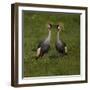 Africa. Tanzania. Grey crowned cranes, Balearica regulorum, at Ngorongoro crater.-Ralph H. Bendjebar-Framed Photographic Print