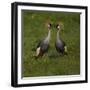 Africa. Tanzania. Grey crowned cranes, Balearica regulorum, at Ngorongoro crater.-Ralph H. Bendjebar-Framed Photographic Print