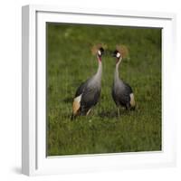 Africa. Tanzania. Grey crowned cranes, Balearica regulorum, at Ngorongoro crater.-Ralph H. Bendjebar-Framed Photographic Print