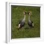 Africa. Tanzania. Grey crowned cranes, Balearica regulorum, at Ngorongoro crater.-Ralph H. Bendjebar-Framed Photographic Print